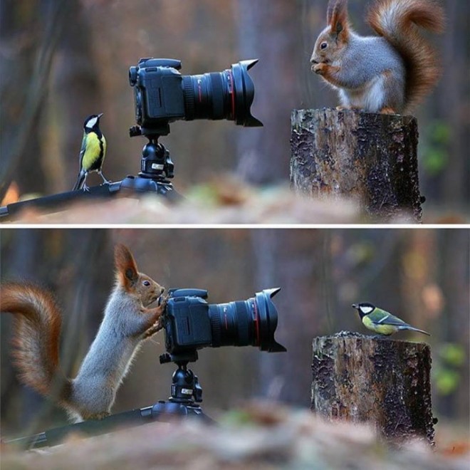 Wildlife Photography idea by Vadimtrunov 